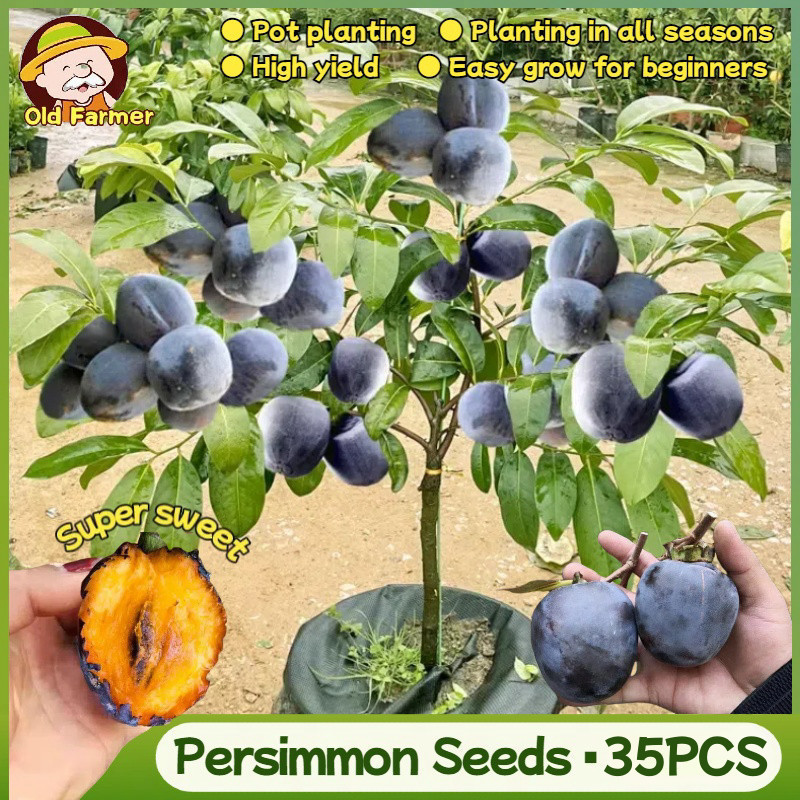 Bibit Kesemek Manis Segar Asli (Kecambah Tinggi, 35 Buah) Bibit Tanaman Pohon Kesemek Pot Bonsai