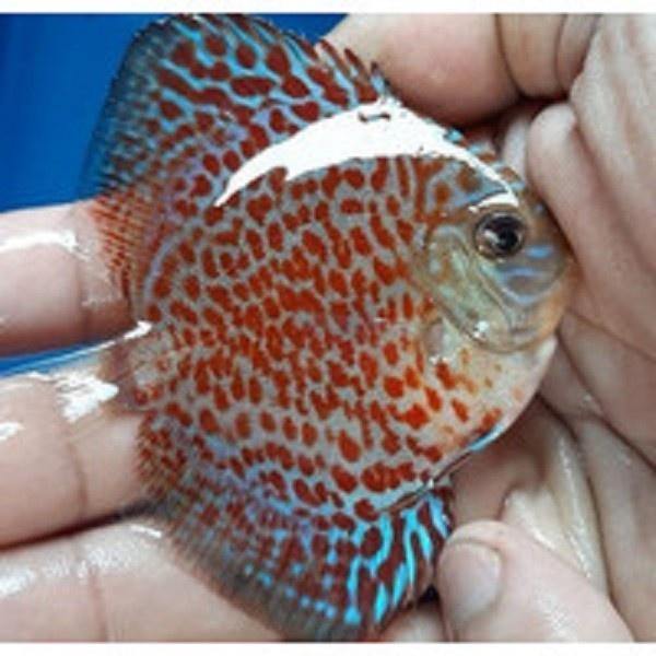 Ikan Discus Leopard Ring 2 inch | Kualitas Premium