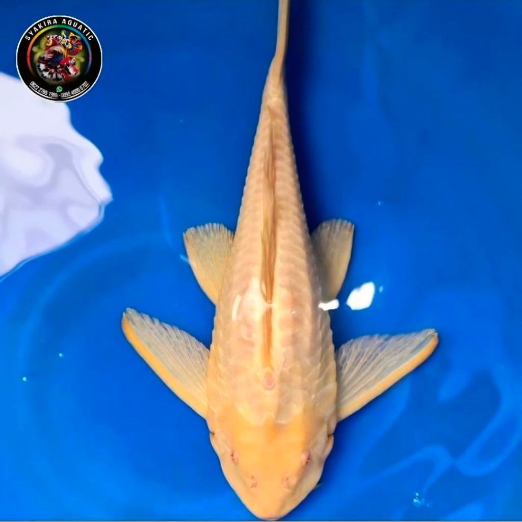 IKAN SAPU-SAPU ALBINO JUMBO