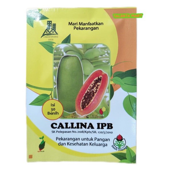BENIH PEPAYA CALLINA IPB (IPB9)