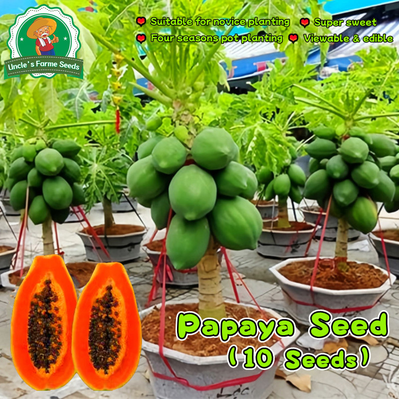 100% Authentic Fresh 10pcs Red Lady Dwarf Papaya Seeds for Planting Fruits Sweet Papaya Plant Seeds 