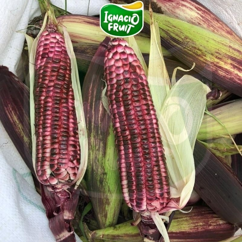 [INSTAN] Jagung Ungu Manise | Jagung Purple | Corn Purple Sweet | Segar Manis Ignacio Box
