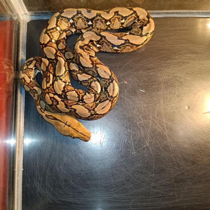 TERLARIS baby reticulated python | malayopython reticulatus Captive Breed CB ternakan