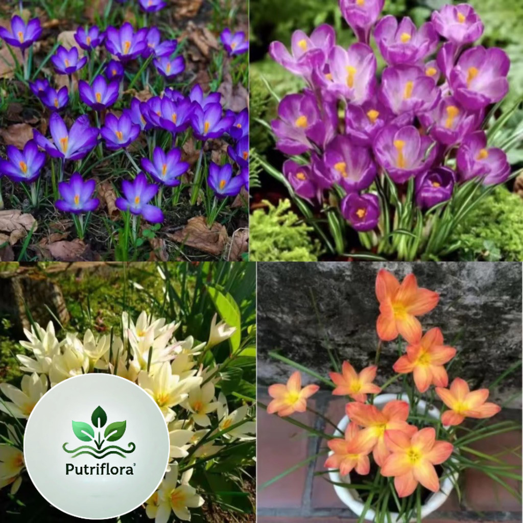 NEW 4 Paket Tanaman Hias Lili Hujan Rain Lily