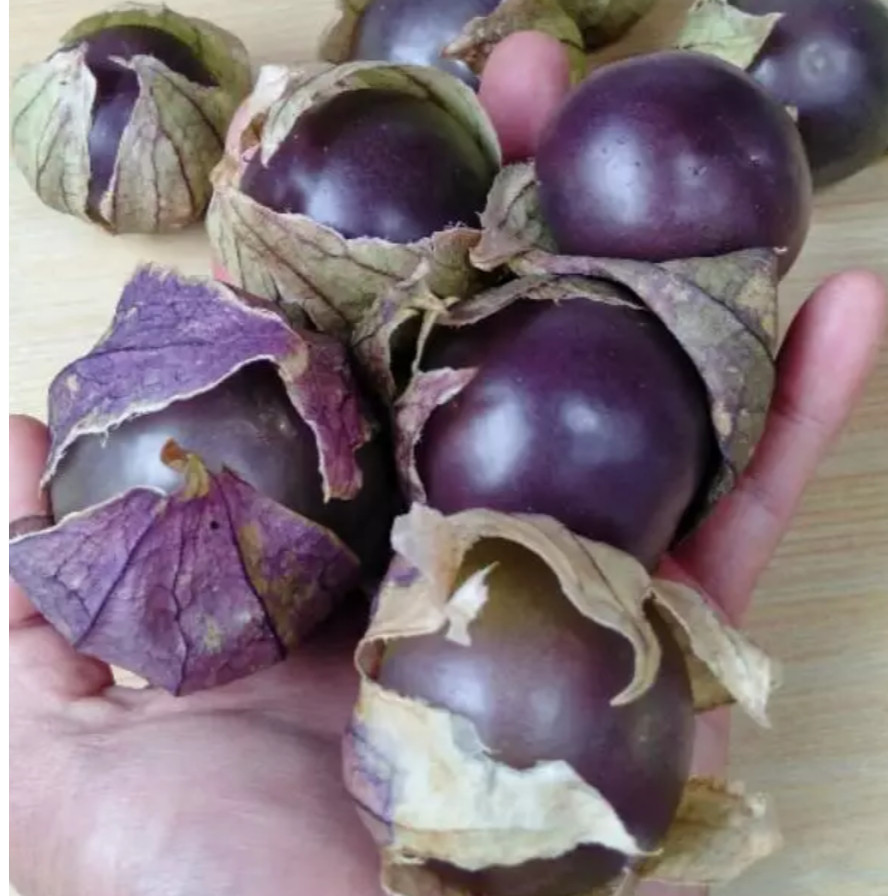 BA BENIH BUAH CIPLUKAN UNGU JUMBO