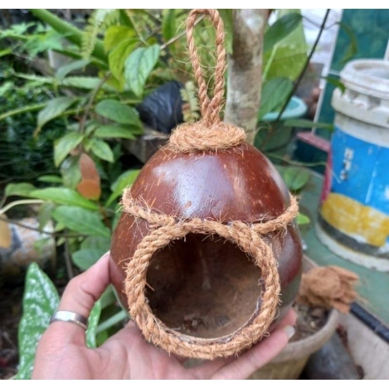 GLODOK BATOK KELAPA SARANG BURUNG LOVEBIRD HIAS SABUT KELAPA
