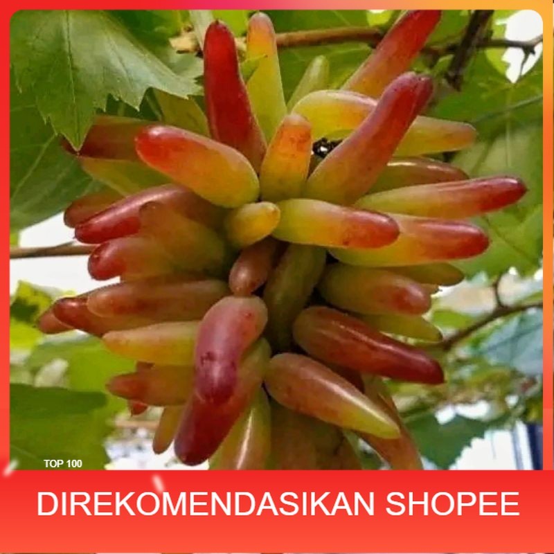 Bibit Anggur Import Helloween Valid Super Cepat Berbuah & Manis