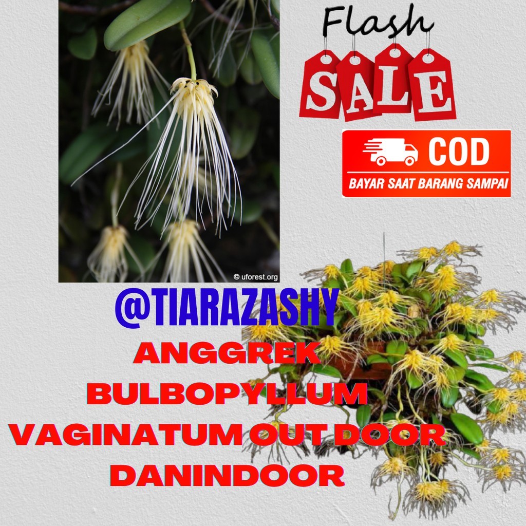 Baru ABGGREK BULBOPYLLUM VAGINATUM-ANGGREK MINI BUNGA LEBAT
