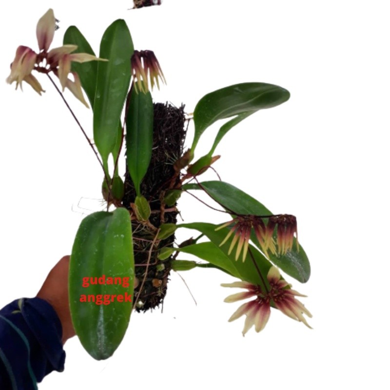 anggrek dewasa bulbophyllum berbunga wangi