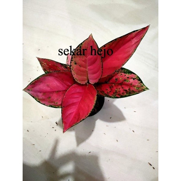 Aglonema Red Venus Dewasa 7-8+Daun
