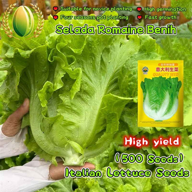 500 Biji Selada Romaine Untuk Menanam Sayuran, Bibit Selada Untuk Pemula Romaine Lettuce Seeds