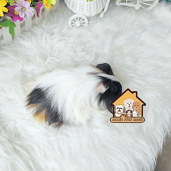 Terlariss guineapig gp silkie Guinea pig marmut cavy cavi sheltie tikus belanda