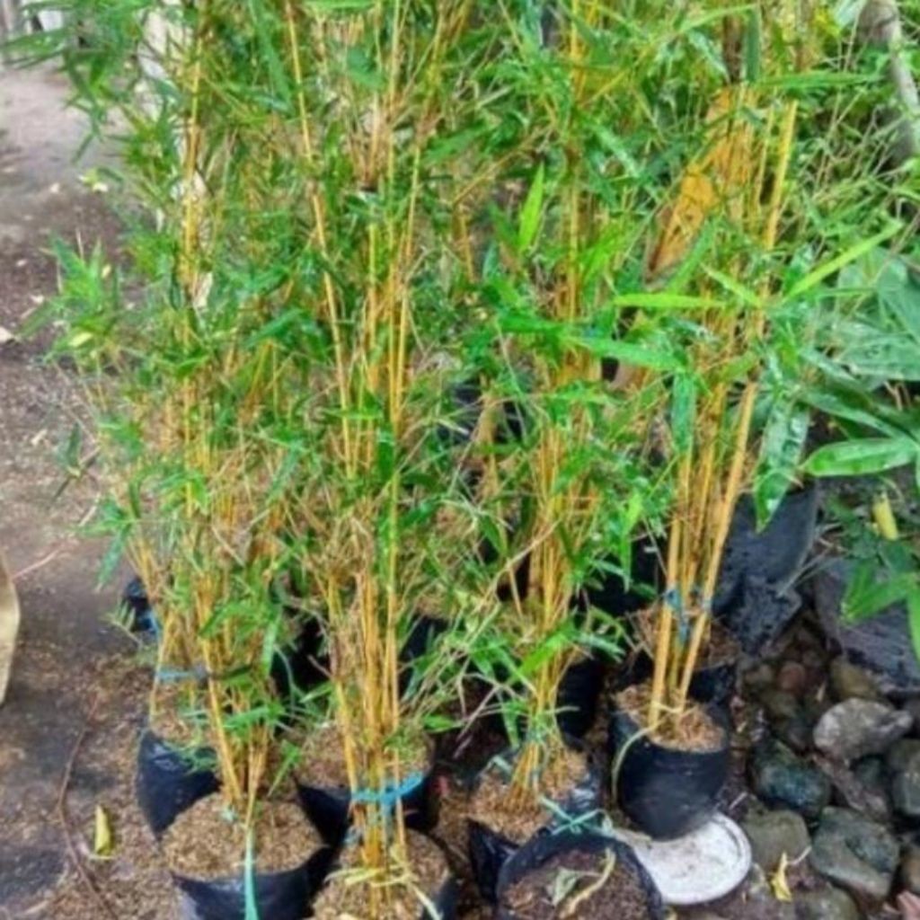 bambu Ampel kuning /pring kuning