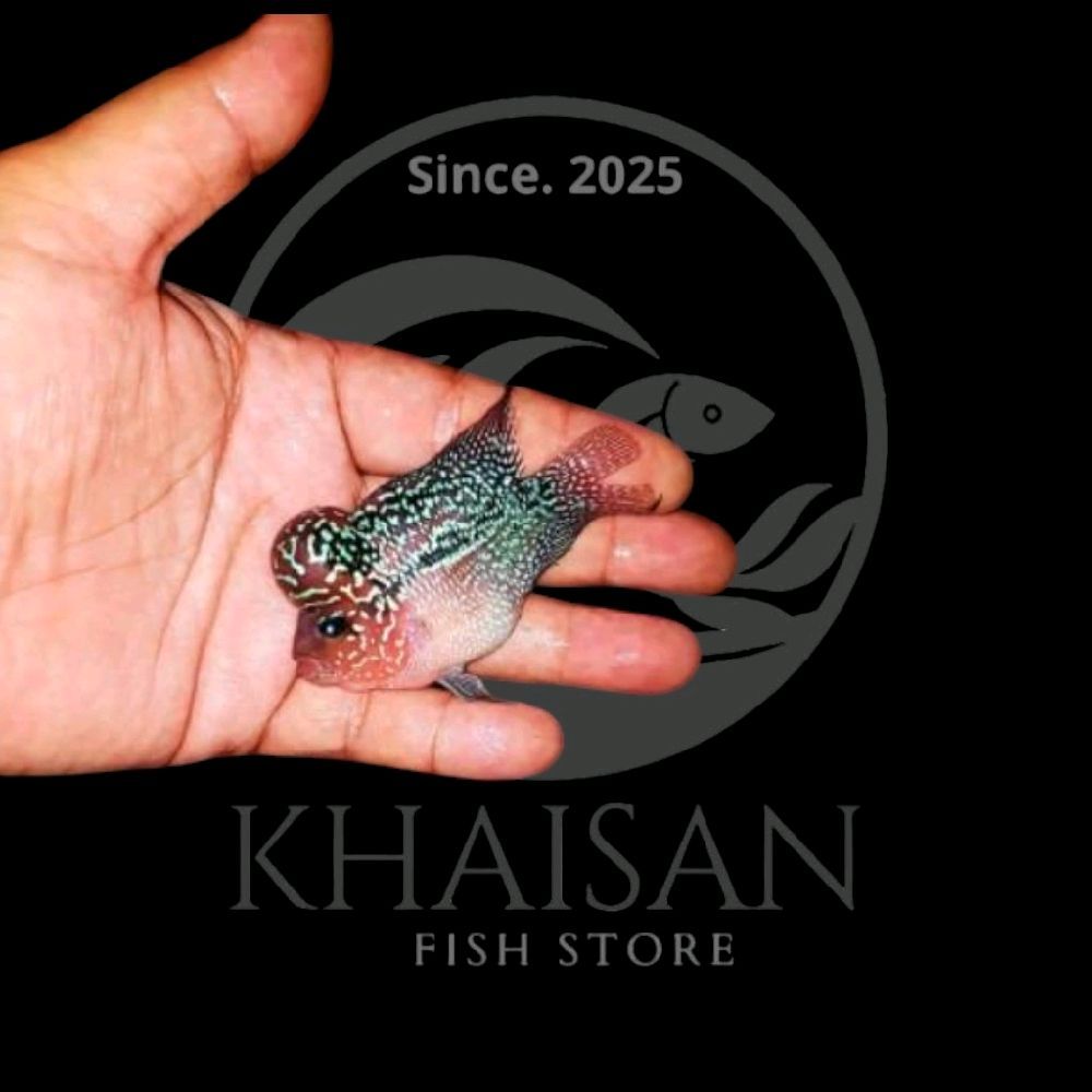 paket louhan SRD short // hiasan aquarium louhan SRD short