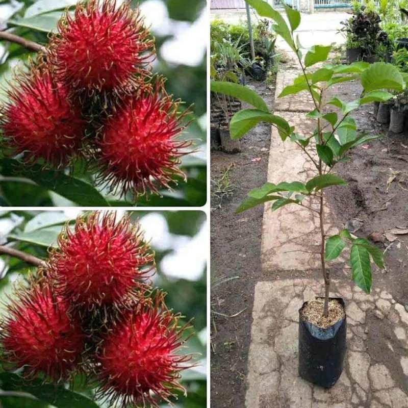Bibit Rambutan Rapiah Pohon Rambutan Bibit Buah Rambutan Rapiah