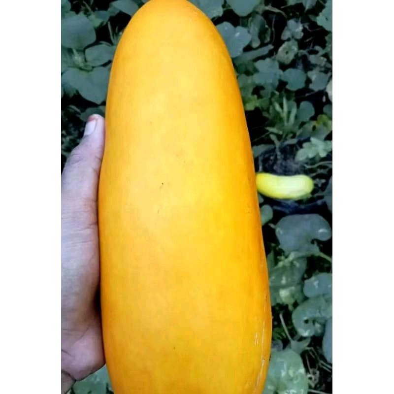 BIBIT TIMUN SURI JUMBO  50 BENIH  PRODUK NATURAL ORGANIK