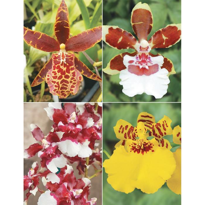 Paket hemat anggrek Oncidium 3 warna