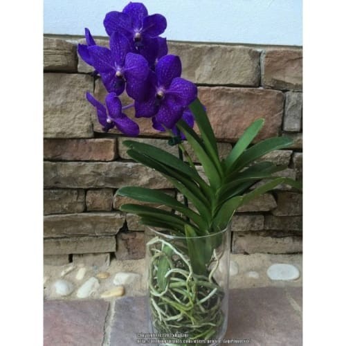 Anggrek Vanda Ungu Dewasa Jumbo Siap Berbunga