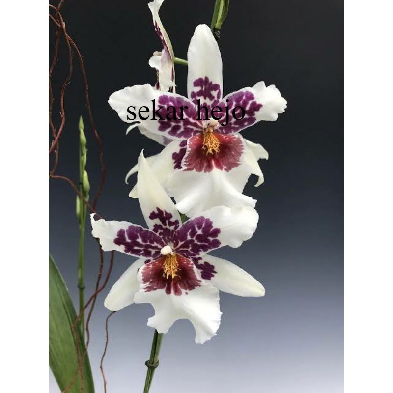 Anggrek Oncidium Dewasa Beallara Big Shot Hilo Sparkle - Bunga Hias Anggrek Oncidium