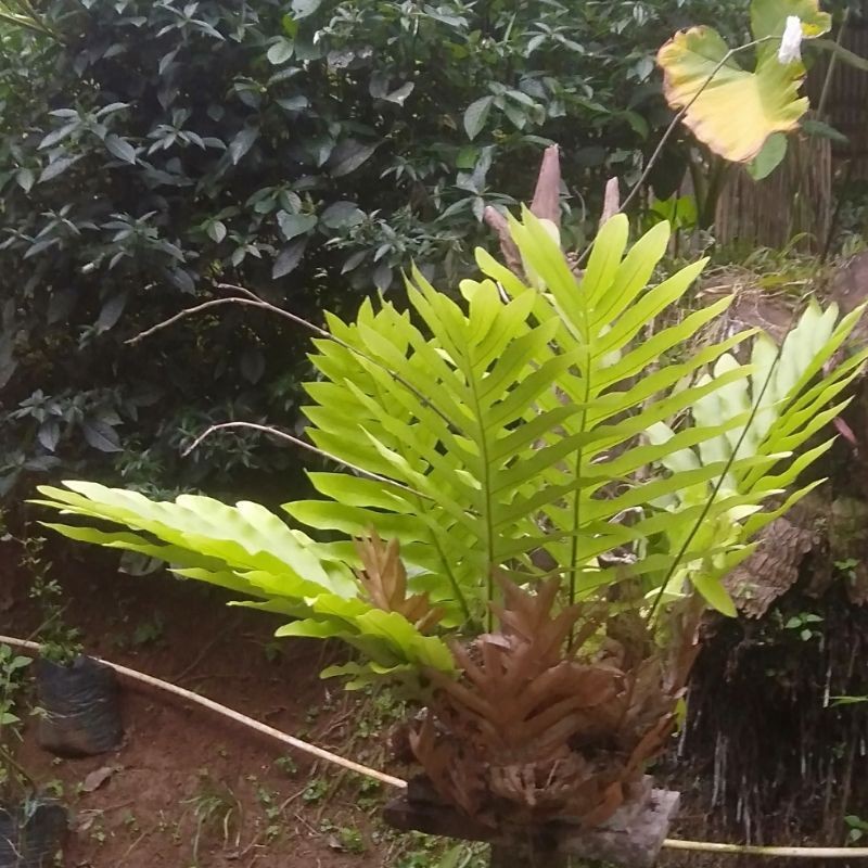 kadaka hutan
