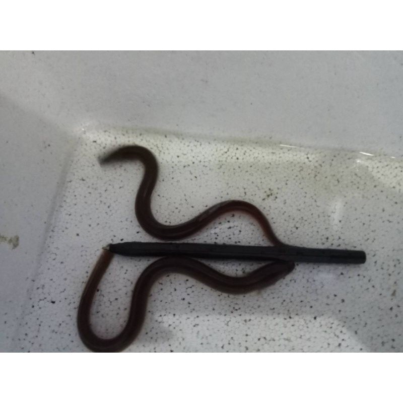 [COD] - Starter Budidaya Sidat Air Tawar 1 Ekor – Ukuran Mini / Elver