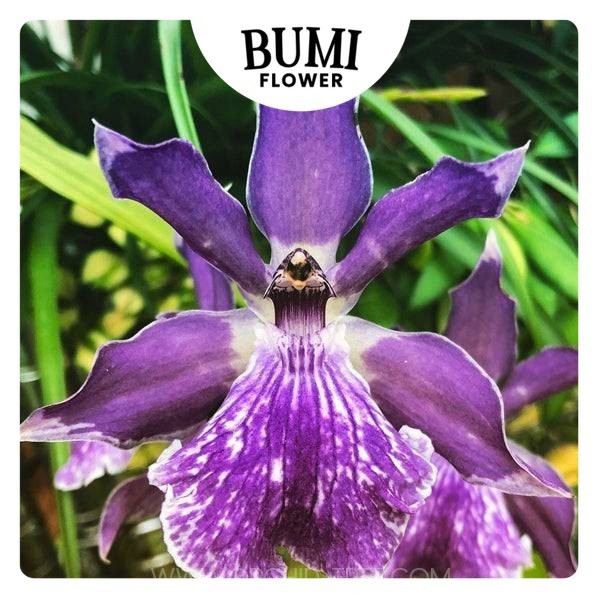 Zygonisia Murasaki  - Bumi Orchids Anggrek Koleksi Spesies Hybrid