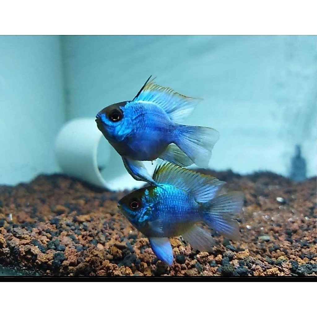 BLUE RAMIREZI 2 ekor bergaransi ramirezi