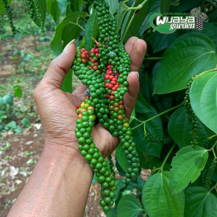New Satu bibit ISI 1 BIBIT LADA SAMBUNG MELADA | JENIS INDIA SRILANKA | PANJAT | LADA PUTIH | LADA H