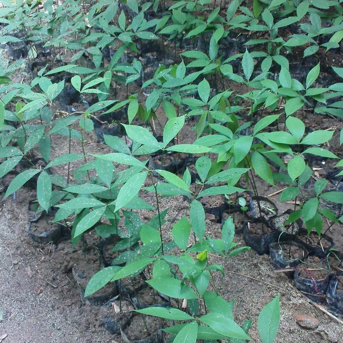 Bibit karet unggul PB260 /600 Pohon
