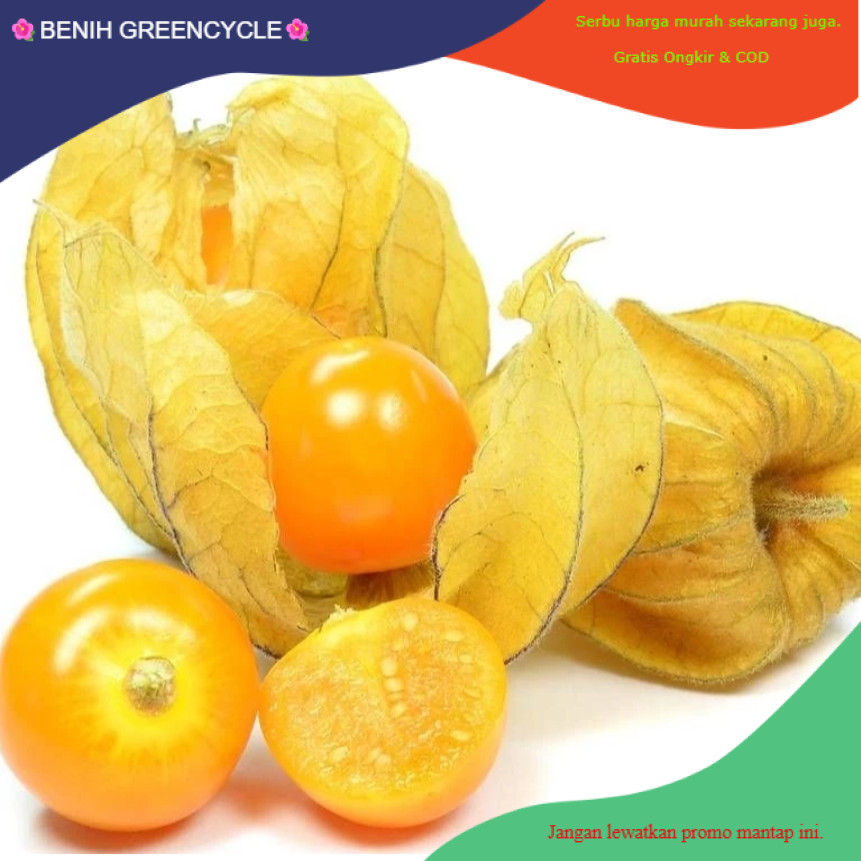 BG898 BUTIR BENIH CIPLUKAN KUNING JUMBO IMPORT
