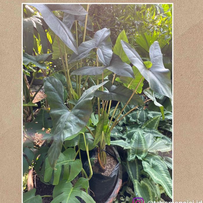 Tanaman homalomena black besar rimbun on pot hitam - on pot