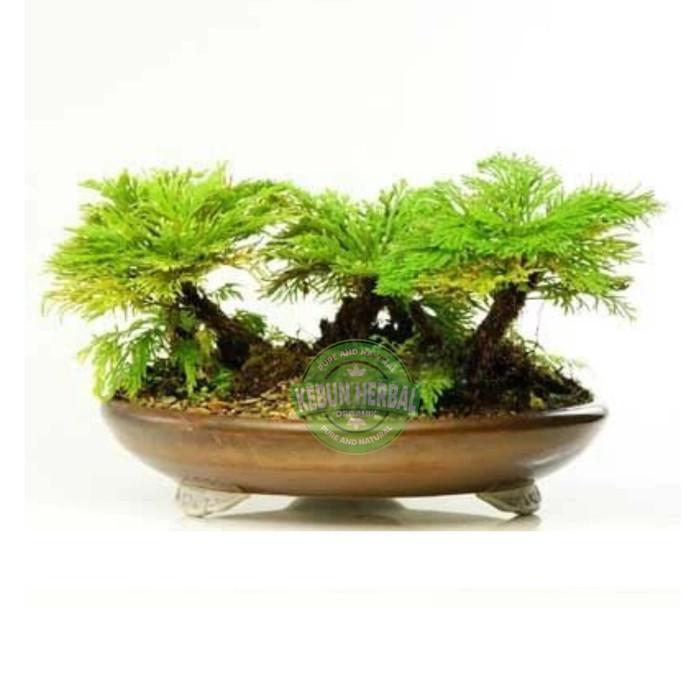 Selaginella Tamariscina Rose of Jericho
