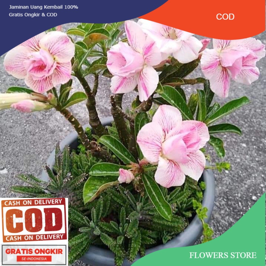 TANAMAN HIAS BUNG ADENIUM TUMPUK || BUNGA ADENIUM TUMPUK