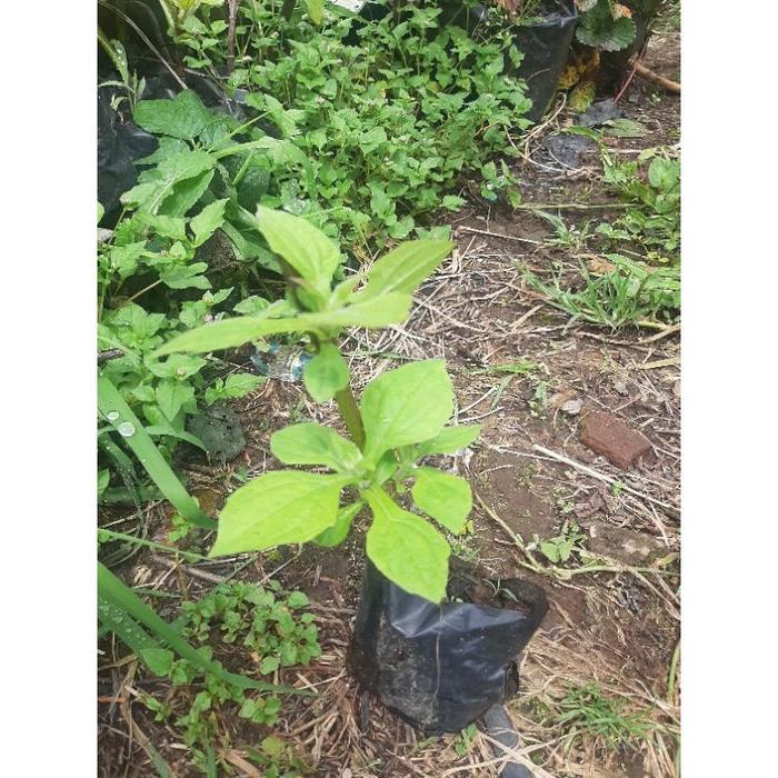 Ready Bibit Yacon, Tanaman Insulin, Tanaman Umbi Yacon - tanaman, -