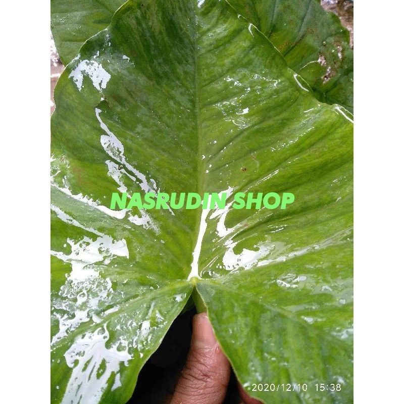 DAUN TALAS BENENG SEGAR DAUN TALAS YANG BANYAK KEGUNAN