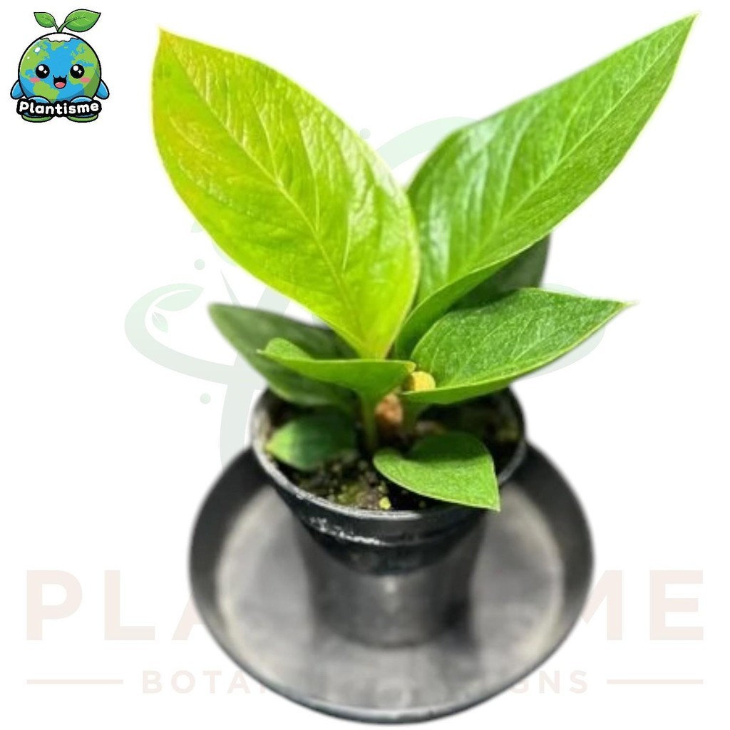 Tanaman Hias – Cobra Leaf Anthurium Jenmanii Jemani King Variegated Daun Bergelombang Unik Indoor El