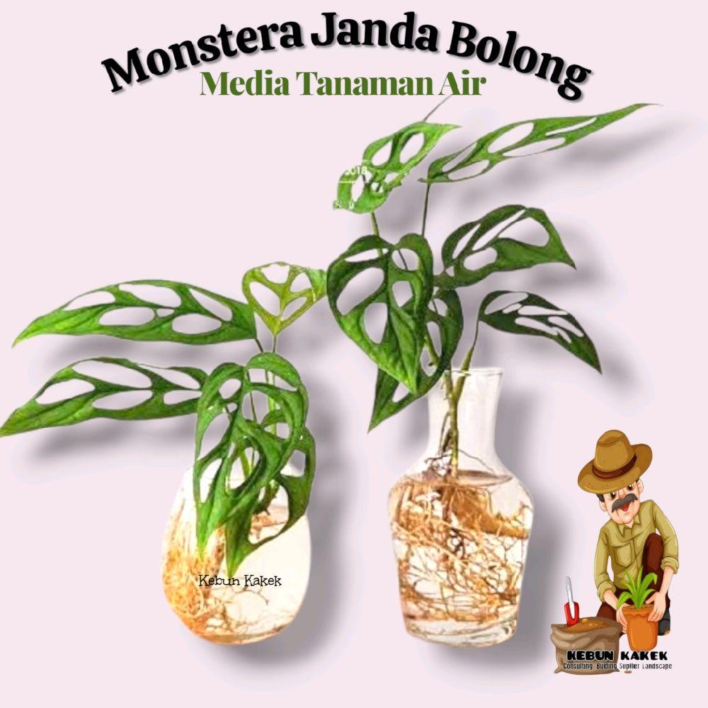Tanaman Media Air / Tanaman Monstera Janda Bolong / Tanaman Hias Media Air / Tanaman Hias Hidup di A