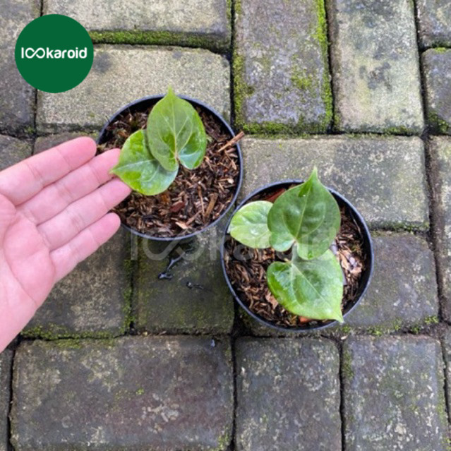 Tanaman Hias Anthurium King Of Spades HU | Kuping Gajah King Of Spades Haji Ulih