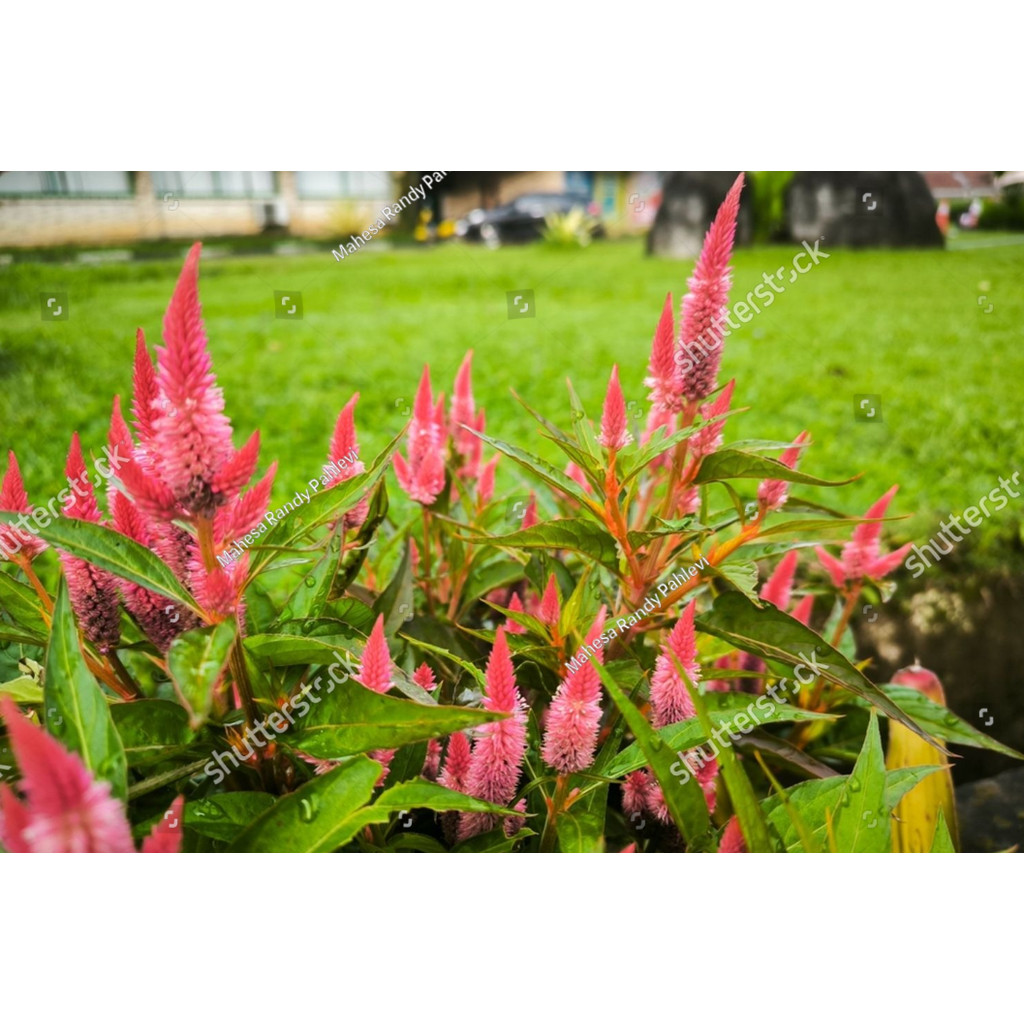 Biji Benih Bibit bibit Biji Benih Bunga Celosia