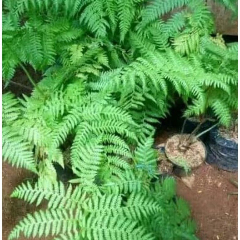 tanaman hias pakis monyet / anakan pakis monyet