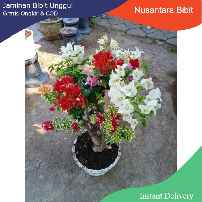 Bunga kertas bugenvil 3 warna