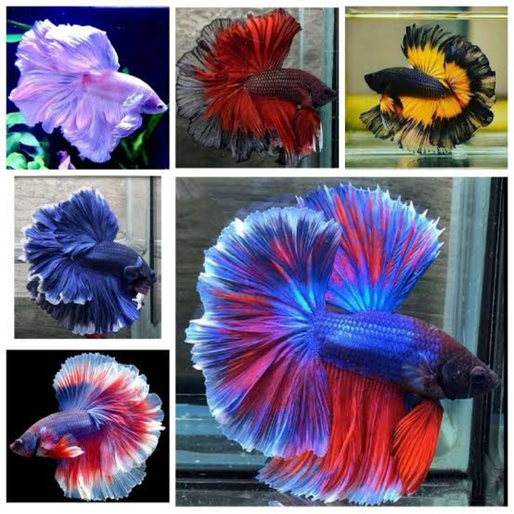 Hiasan Aquarium Ikan Cupang ( ISI 3)  Halfmoon Sehat Murah size M rostail sz dewasa bergaransi