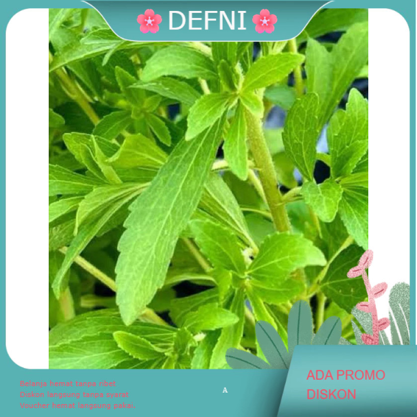 DO768 Benih stevia pemanis alami