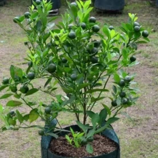 Pohon jeruk limau - pohon jeruk limo
