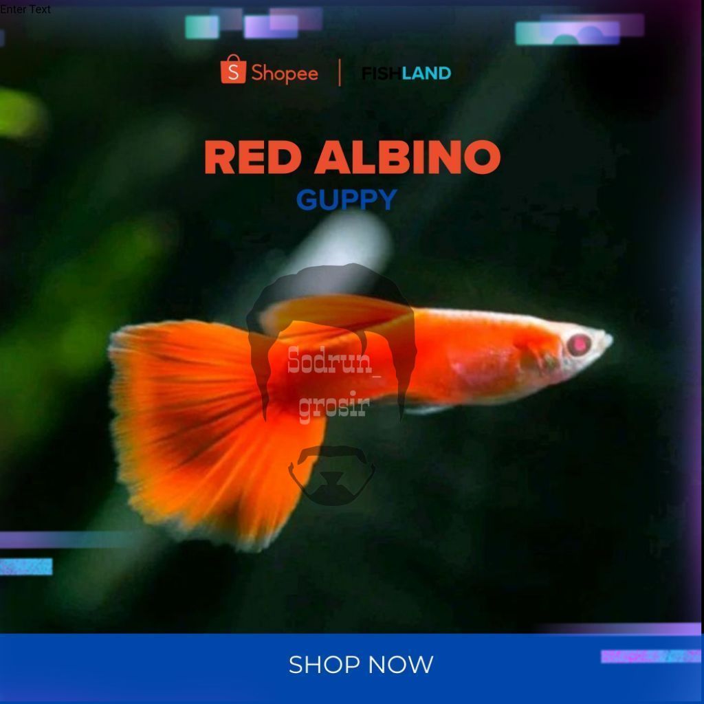 Ikan Jantan Guppy AFR Albino Full Red, Black Moscow Hiasan Aquarium