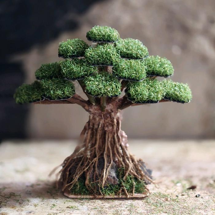 Bonsai beringin mini aquascape akuarium