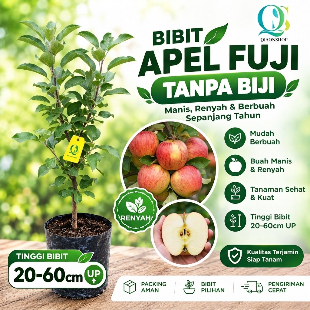 Apel Fuji Okulasi Batang Tua Siap Tanam