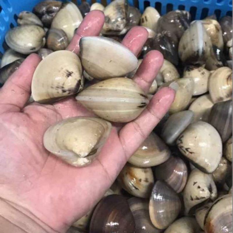 Kerang Tahu 1Kg Kerang Tahu Segar Seafood Kerang Segar Kerang Laut