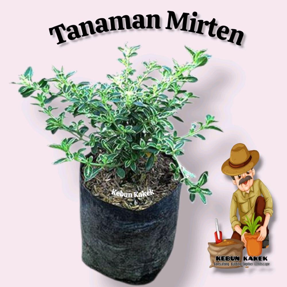 Tanaman Hias Mirten / Bibit Bonsai Mirten / Tanaman Hias Hidup Mirten