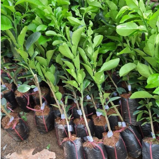 tanaman jeruk purut - pohon jerut purut - jeruk purut